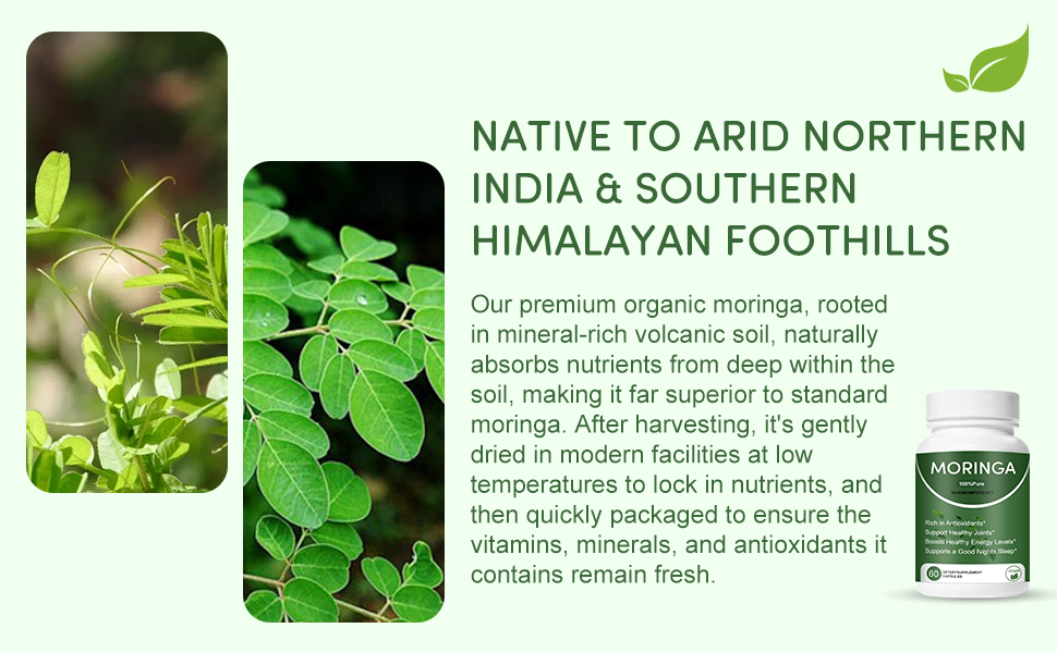 Moringa 100% Pure Capsules – Natural Energy, Immunity & Wellness Support | 60 Vegan Capsules